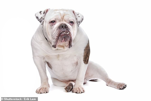 Man, 22, Is Put Into Induced Coma After English Bulldog Rips Off Penis ...
